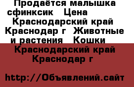 Продаётся малышка сфинксик › Цена ­ 5 000 - Краснодарский край, Краснодар г. Животные и растения » Кошки   . Краснодарский край,Краснодар г.